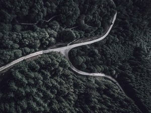 Street Forest