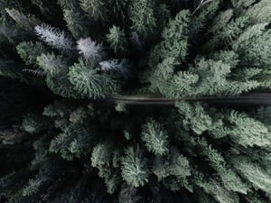 Forest from above