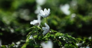Weiße Blume