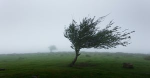 Tree in a storm
