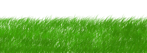 green-1966417_1920
